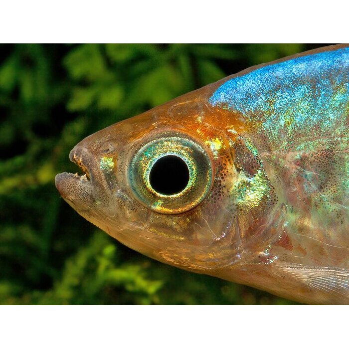 Phenacogrammus Interuptus - Congozalm