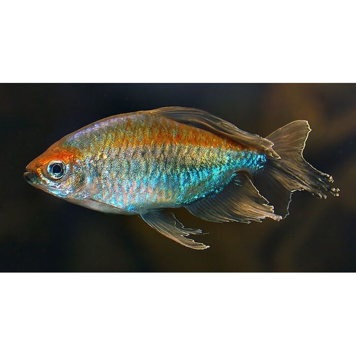 Phenacogrammus Interuptus - Congozalm