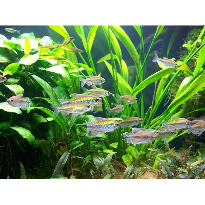 Phenacogrammus Interuptus - Congozalm