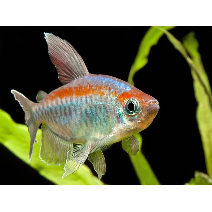 Phenacogrammus Interuptus - Congozalm