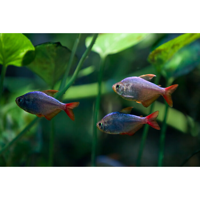 Moenkhausia Colombianus - Colombia Tetra