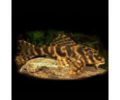 Peckoltia Vittata (L103) - Clownplecostomus
