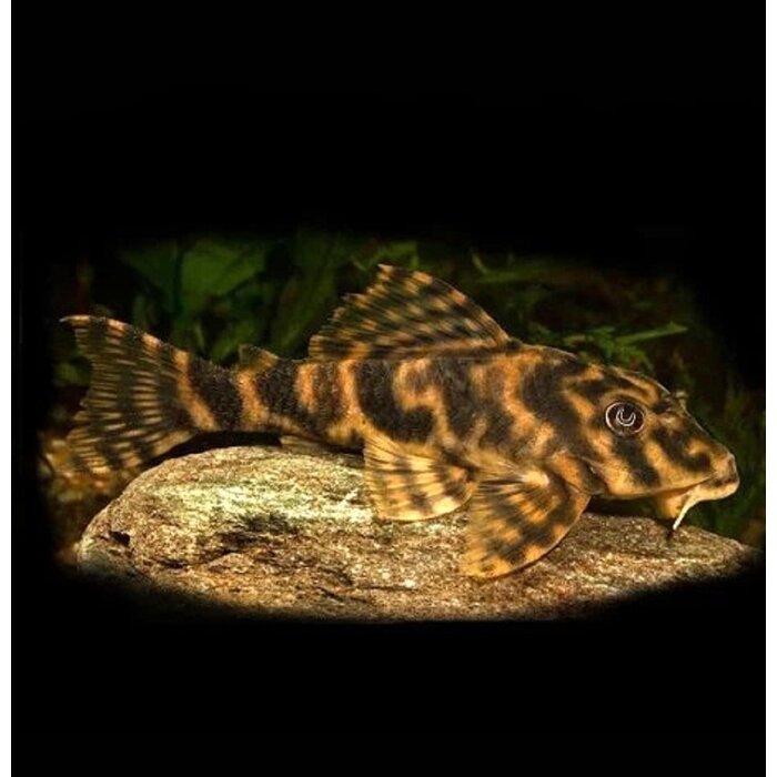 Peckoltia Vittata (L103) - Clownplecostomus