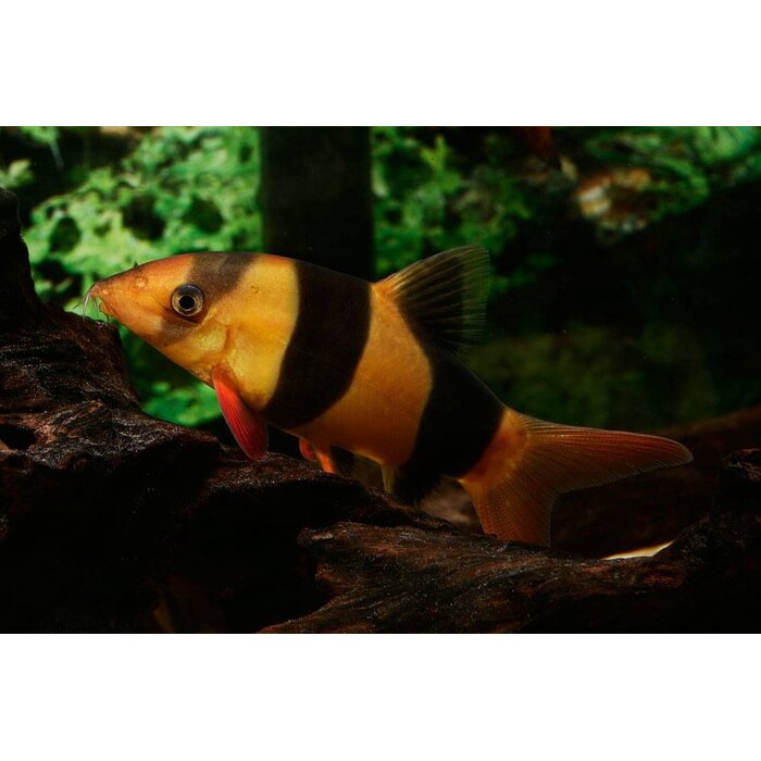 Botia Macracantha - Clown Botia