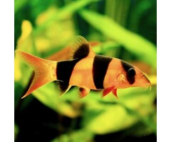 Botia Macracantha - Clown Botia