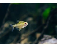 Hyphessobrycon Pulchripinnis - Citroen Tetra