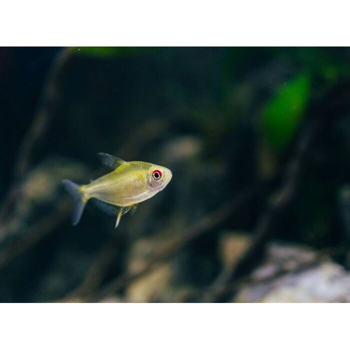 Hyphessobrycon Pulchripinnis - Citroen Tetra