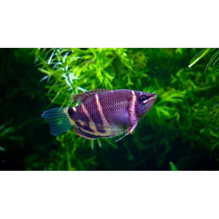 Sphaerichthys Osphromenoides - Chocolade Gourami