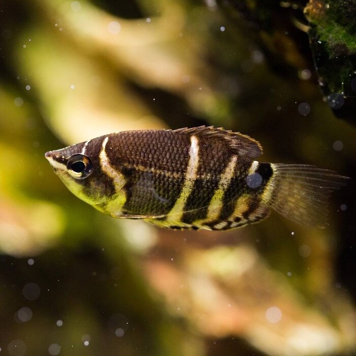 Sphaerichthys Osphromenoides - Chocolade Gourami