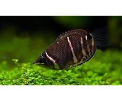 Sphaerichthys Osphromenoides - Chocolade Gourami