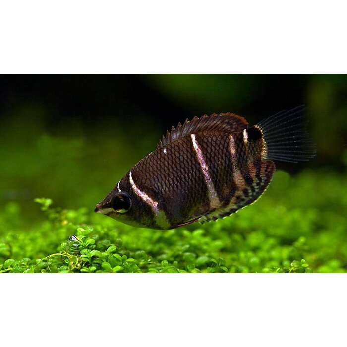 Sphaerichthys Osphromenoides - Chocolade Gourami