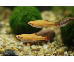Tanichthys Albonubes Gold - Chinese Danio Goud