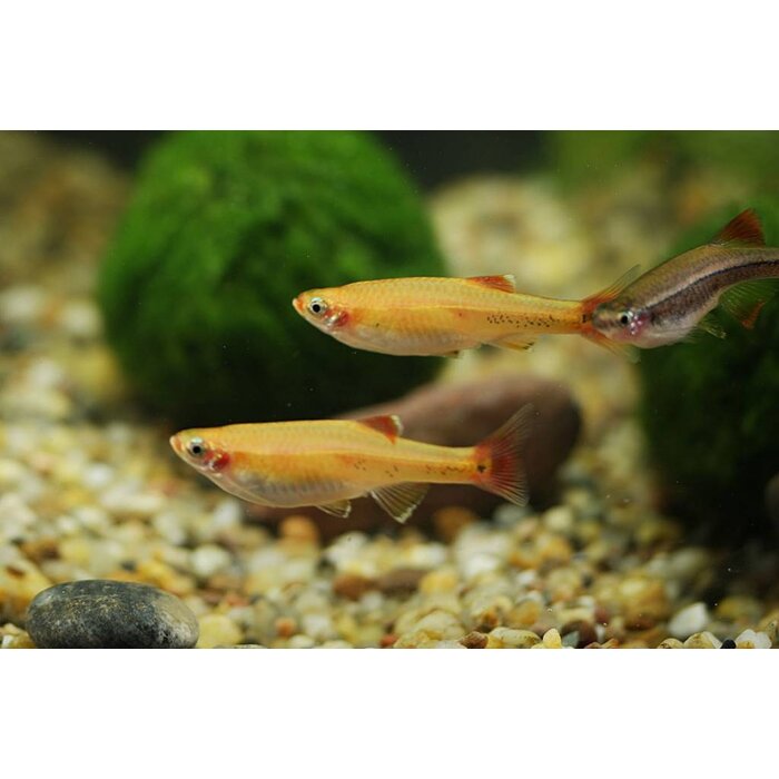 Tanichthys Albonubes Gold - Chinese Danio Goud