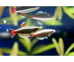 Tanichthys Albonubes - Chinese Danio