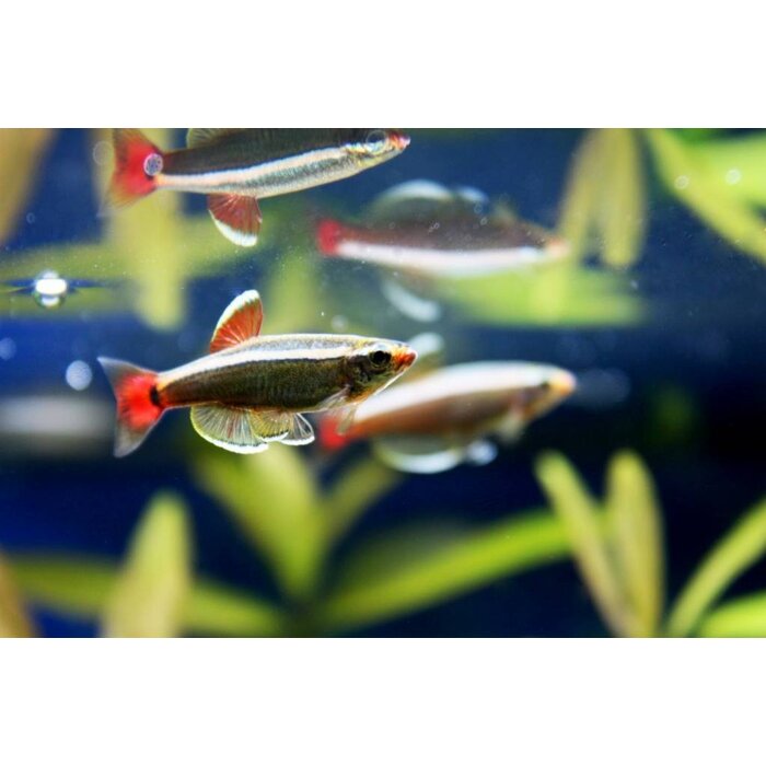 Tanichthys Albonubes - Chinese Danio