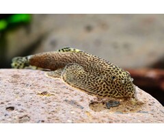 Beaufortia Leveretti - Chinese Butterfly Algeneter