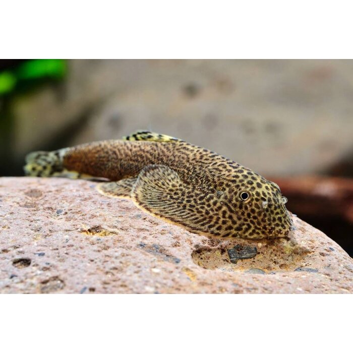 Beaufortia Leveretti - Chinese Butterfly Algeneter