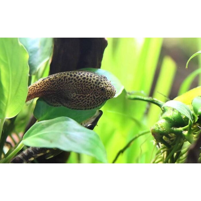 Beaufortia Leveretti - Chinese Butterfly Algeneter