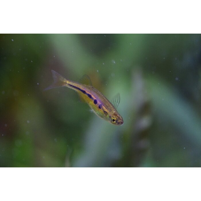 Chela Dadyburjori - Angel Eyes