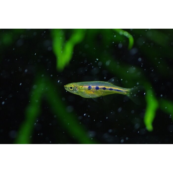 Chela Dadyburjori - Angel Eyes