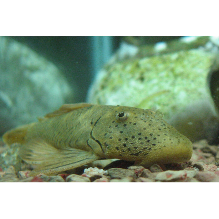 Chaetostoma Thomasi (L187B) - Rubberneus Pleco