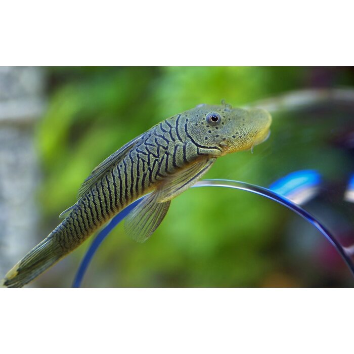 Chaetostoma Thomasi (L187B) - Rubberneus Pleco