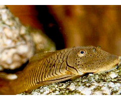 Chaetostoma Punctatus (L148)