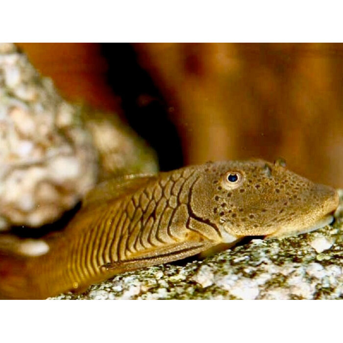 Chaetostoma Punctatus (L148)