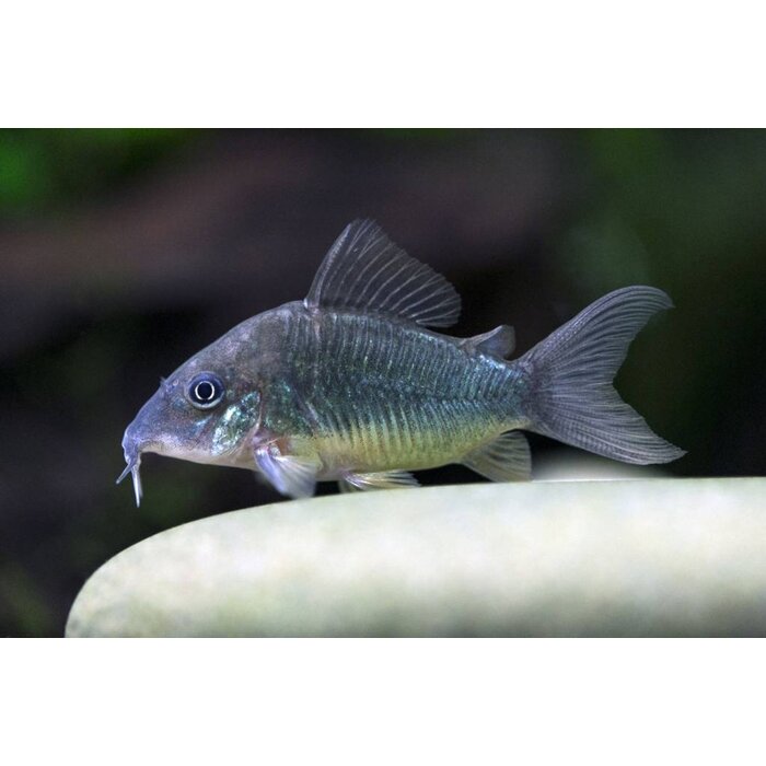 Brochis Splendens - Groene Pantsermeerval