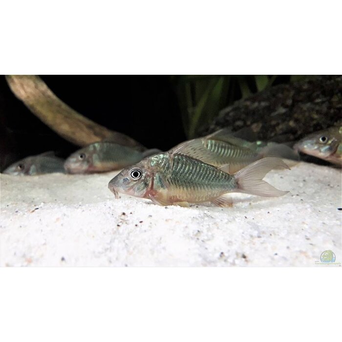 Brochis Splendens - Groene Pantsermeerval