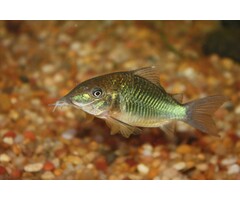Brochis Splendens - Groene Pantsermeerval