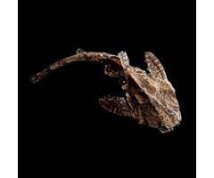 Bunocephalus Kneri - Braadpanmeerval