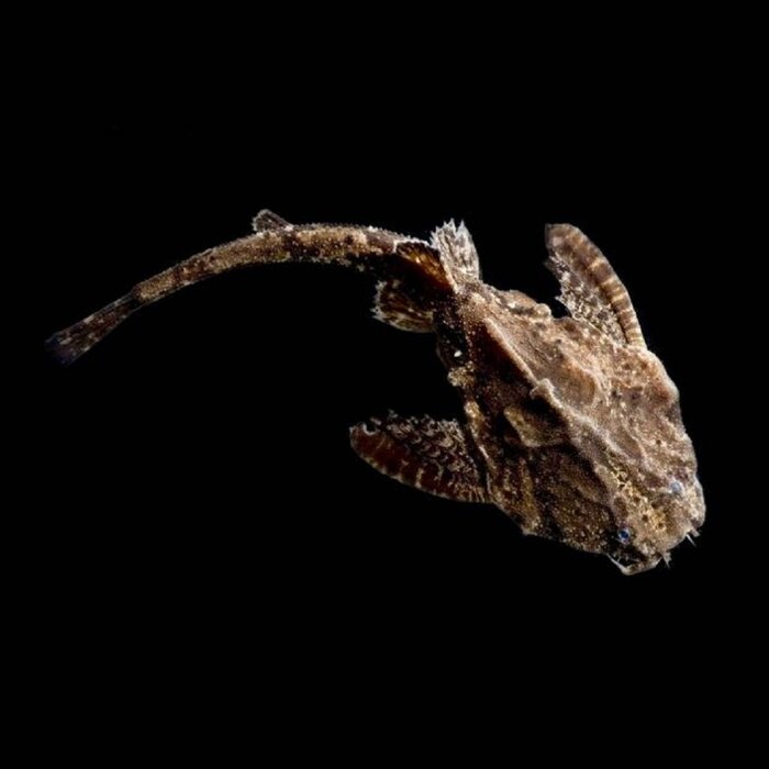 Bunocephalus Kneri - Braadpanmeerval