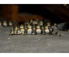 Botia Kubotai - Polkadotbotia