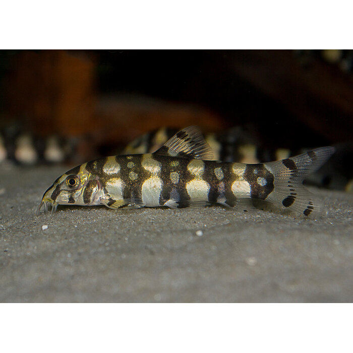 Botia Kubotai - Polkadotbotia