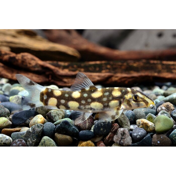 Botia Kubotai - Polkadotbotia