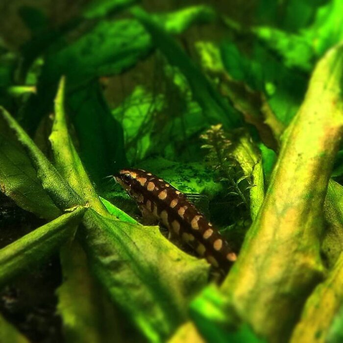 Botia Sidthimunki - Dwerg Botia