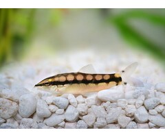 Botia Sidthimunki - Dwerg Botia