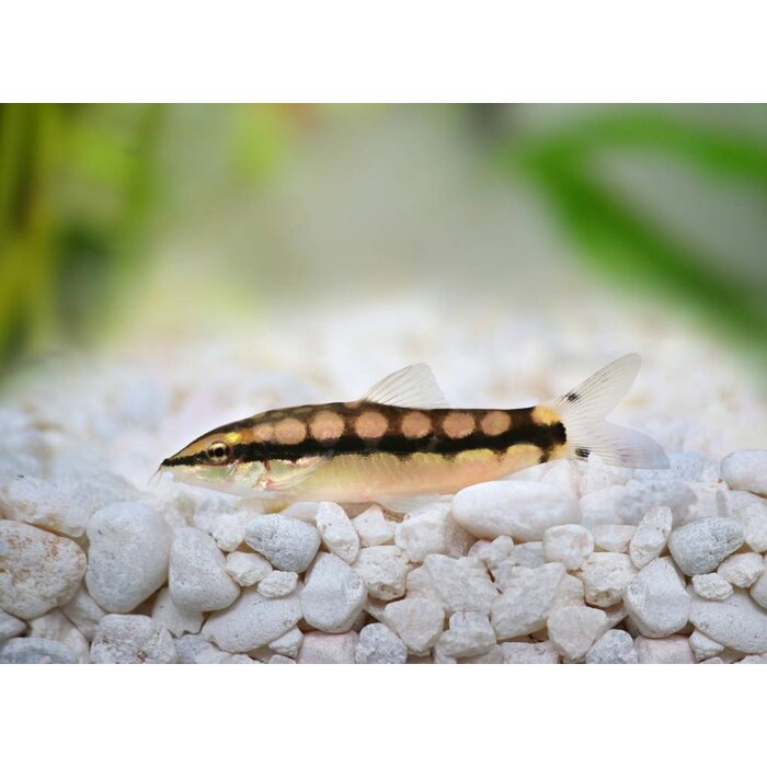 Botia Sidthimunki - Dwerg Botia