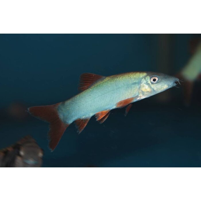 Botia Modesta - Roodstaartbotia