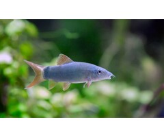 Botia Modesta - Roodstaartbotia