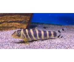 Botia Dario - Koninginbotia