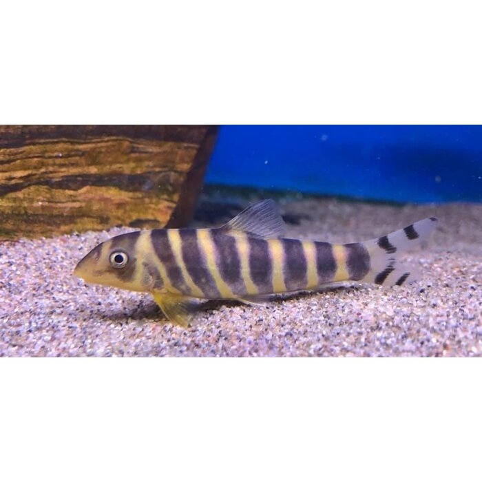 Botia Dario - Koninginbotia