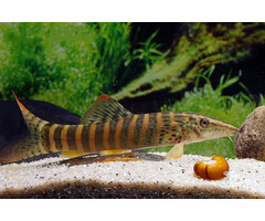 Botia Berdmorei - Roodvin Tijger Botia