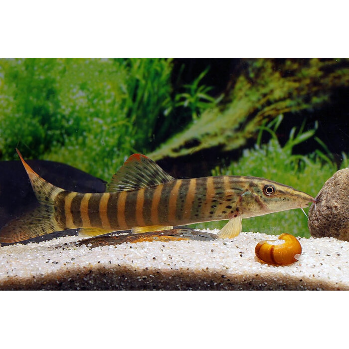 Botia Berdmorei - Roodvin Tijger Botia