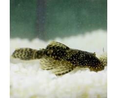 Ancistrus Temminckii (L144) Medium - Borstelneus Algeneter