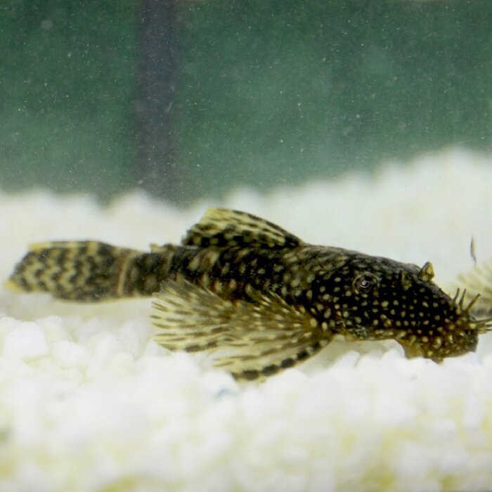 Ancistrus Temminckii (L144) Large - Borstelneus Algeneter