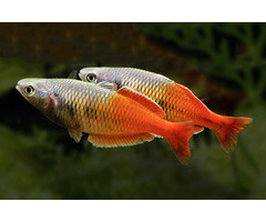 Melanotaenia Boesemani Sp. Red - Boeseman's Regenboogvis Sp. Red