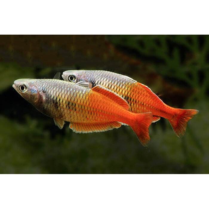 Melanotaenia Boesemani Sp. Red - Boeseman's Regenboogvis Sp. Red