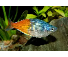 Melanotaenia Boesemani - Boeseman's Regenboogvis